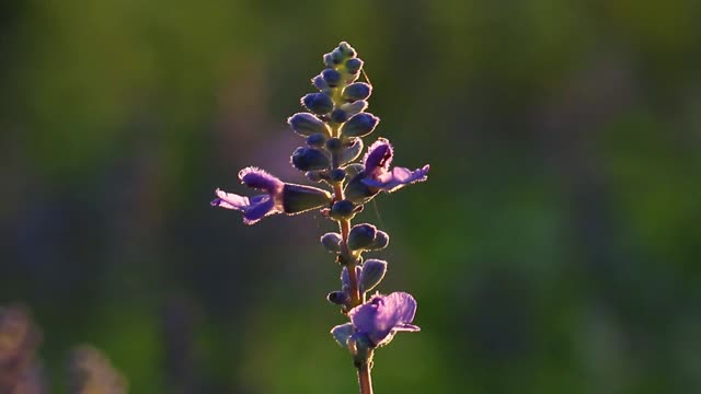 花园里紫色的花带着阳光视频素材