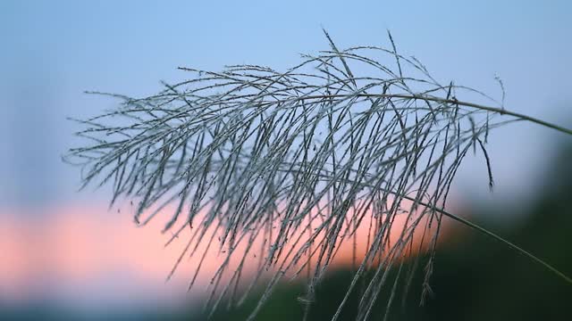 小草随日出在田间开花视频素材