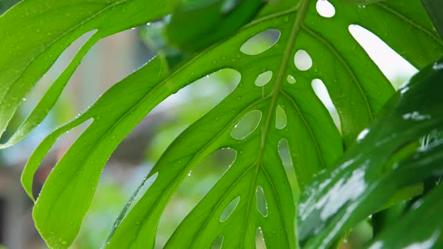 雨季的雨滴落在巨叶上视频素材