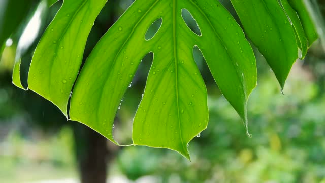 雨季的雨滴落在巨叶上视频素材