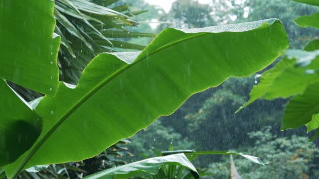 雨季的雨落在绿色的香蕉叶上视频素材