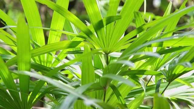 绿夫人棕榈或竹植物风吹在花园里视频素材