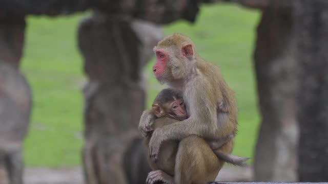 野生动物猴子视频素材