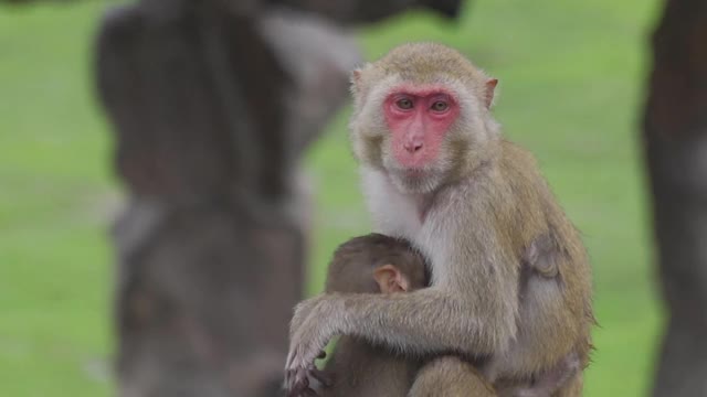 野生动物猴子视频素材