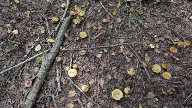 许多蘑菇生长在秋天的森林里，背景，季节性视频素材