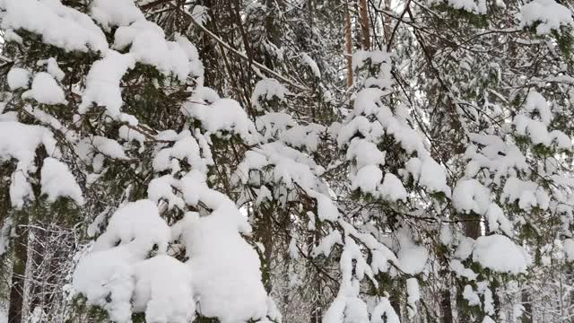 木雪。冬天的风景视频素材