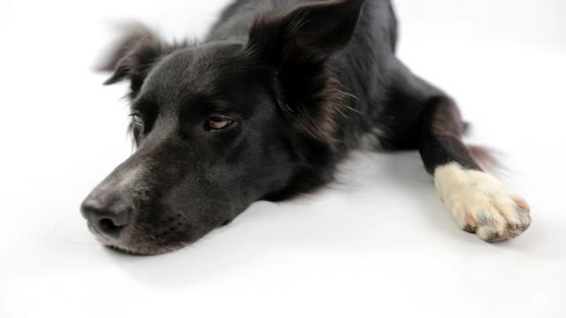 悲伤和体贴纯种边境牧羊犬躺下。可爱友好的宠物看着聪明的眼睛。无聊和不安的小狗孤立在白色与复制空间。视频素材