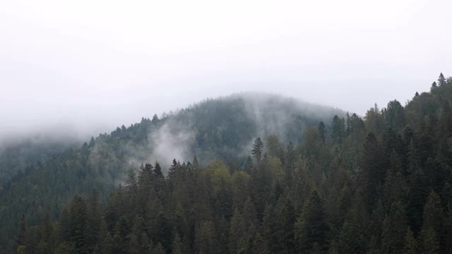 茂密的森林景色，阳光透过松树照耀视频素材