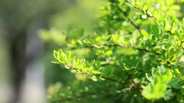 树木的叶子在风的吹拂下慢慢摇摆。视频素材