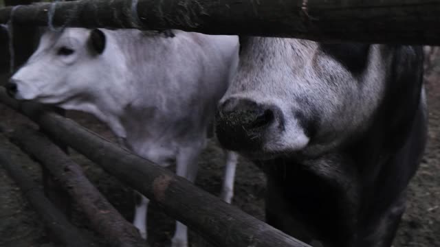 喂养家畜，照顾农场动物。人们用苹果和胡萝卜近距离喂两头大牛视频素材