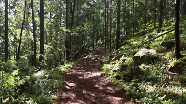 茂密的森林景色，阳光透过松树照耀视频素材