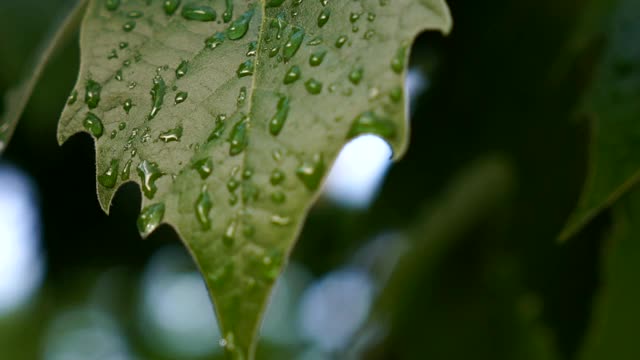 绿色的枫叶视频素材