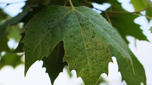 绿色的枫叶视频素材