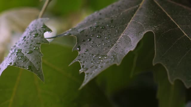 绿色的枫叶视频素材