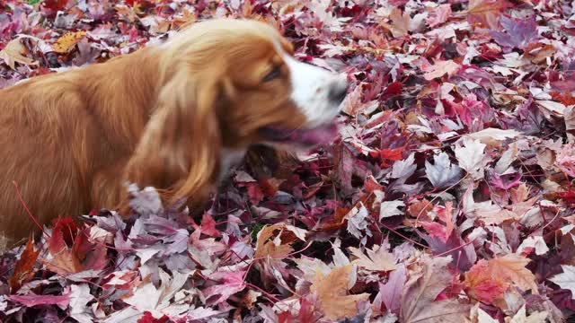 红色秋叶中的可卡犬的视频肖像视频素材