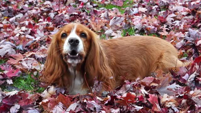 红色秋叶中的可卡犬的视频肖像视频素材