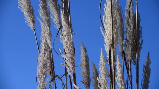 观赏草视频素材