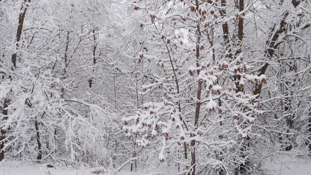 冬天森林里的慢镜头降雪视频素材