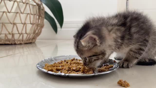 领养小猫，第一次吃固体食物视频素材