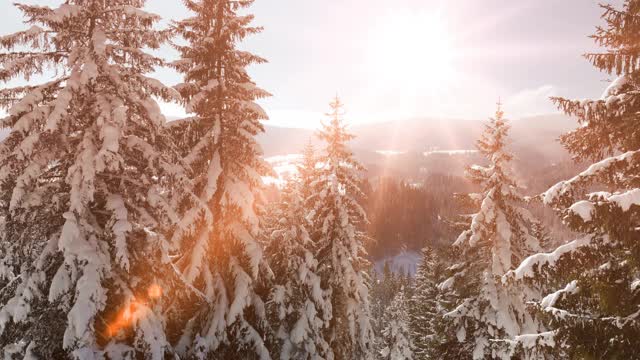 白雪覆盖的森林和灿烂的阳光视频素材