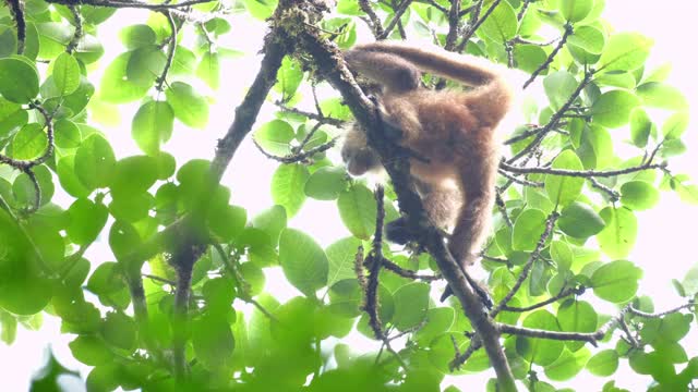 在哥斯达黎加的森林里，有毛的吼猴(Alouatta palliata)和婴儿躺在树上视频素材