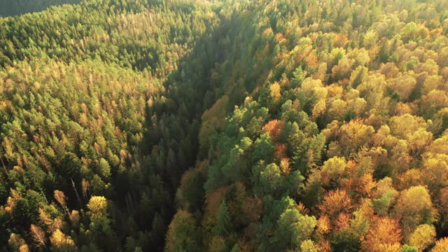 秋色山林，鸟瞰图视频素材