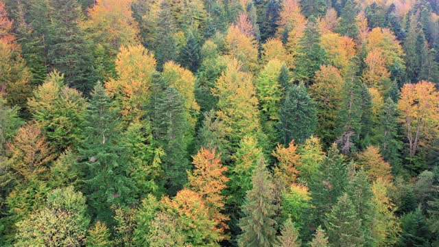 秋色山林，鸟瞰图视频素材