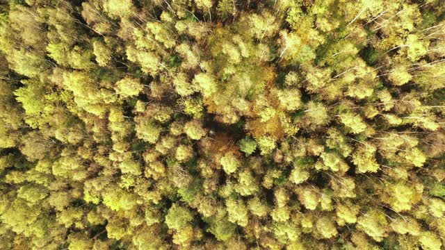 秋色山林，鸟瞰图视频素材