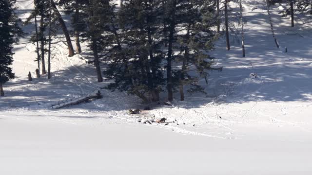 一群狼在黄石公园冬天的雪地里玩耍的镜头视频素材