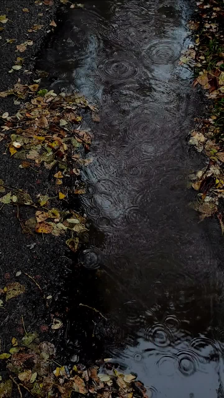 垂直视频的一个雨水坑在秋天。秋雨正在下。雨水在水坑里顺着城市道路和人行道流动。雨点落在柏油路上，人行道上。手机屏幕保护程序的概念。视频素材