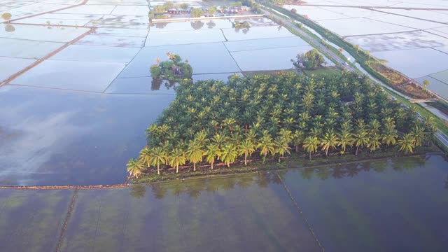 空中移动，在早晨俯瞰油棕榈庄园。视频素材