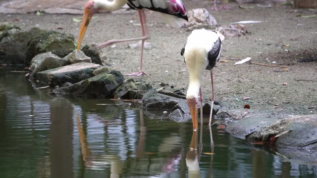 腿上有标签的亚洲鹤在鸟公园的池塘里寻找食物。视频素材