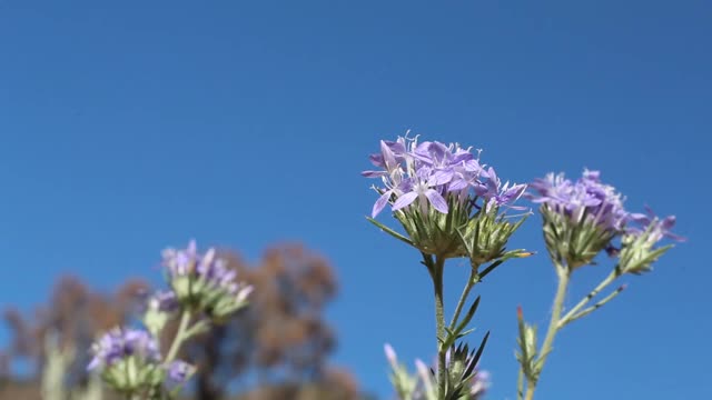 圣贝纳迪诺MTNS - 062220 v a视频素材