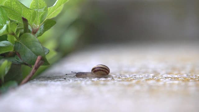 奔跑的蜗牛视频下载