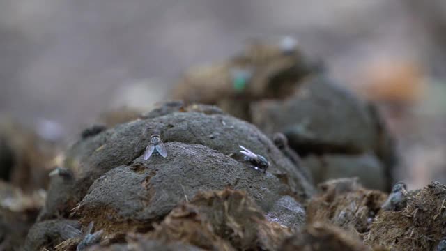 的食物飞视频素材