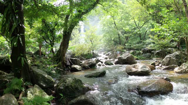 雨林中的小溪和流水视频素材