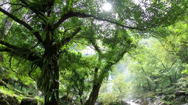 雨林中的小溪和流水视频素材