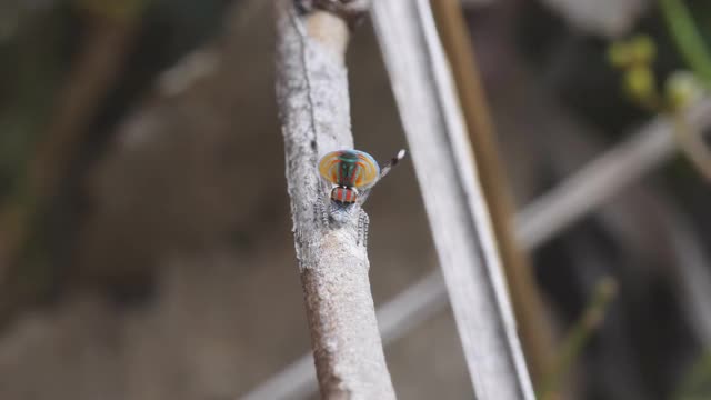 高帧率近距离拍摄的雄性m花求偶舞蹈视频素材