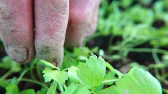 农民在秋天慢镜头种植芹菜幼苗视频素材