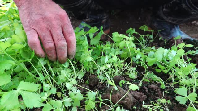 农民在秋天慢镜头种植芹菜幼苗视频素材