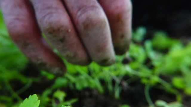 农民在秋天慢镜头种植芹菜幼苗视频素材