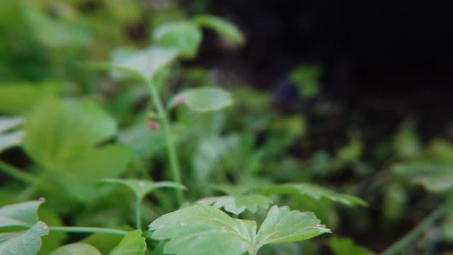 农民在秋天慢镜头种植芹菜幼苗视频素材