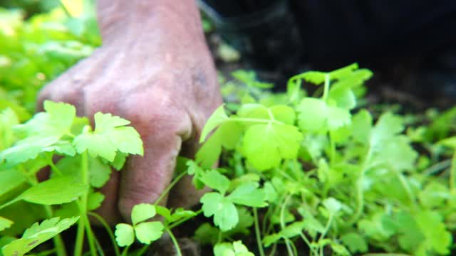 农民在秋天慢镜头种植芹菜幼苗视频素材