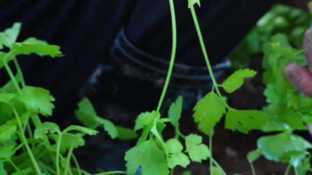 农民在秋天慢镜头种植芹菜幼苗视频素材