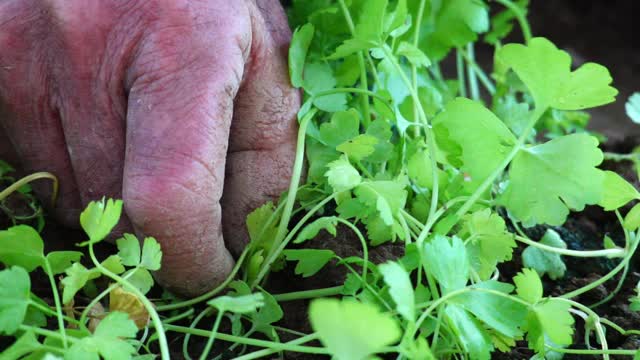 农民在秋天慢镜头种植芹菜幼苗视频素材