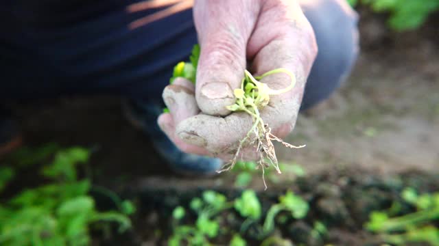 农民在秋天慢镜头种植芹菜幼苗视频素材