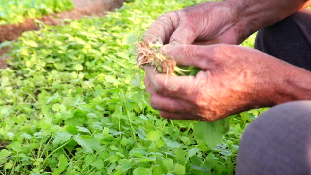 农民在秋天慢镜头种植芹菜幼苗视频素材