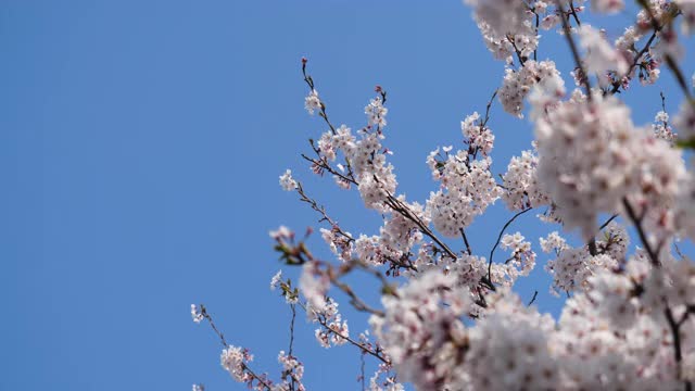 樱花视频素材