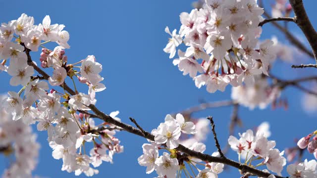 樱花视频素材