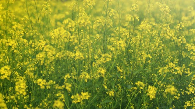 油菜花在农场，幸福和健康，自然视频素材